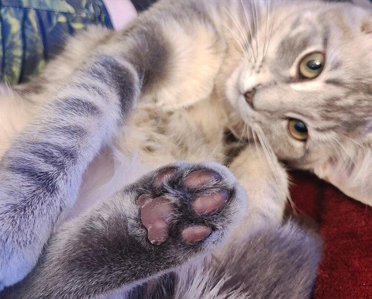 OnlyBeans cover image