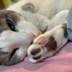 Only Beans - Jasper &amp; Bizzy avatar
