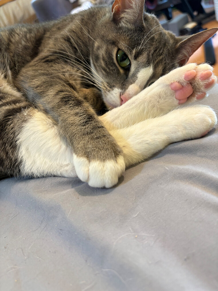 Only Beans - Jasper & Bizzy banner image