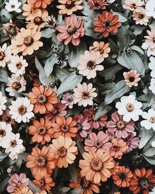 Onlydaintydaisy banner image