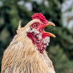 OnlyFowl avatar