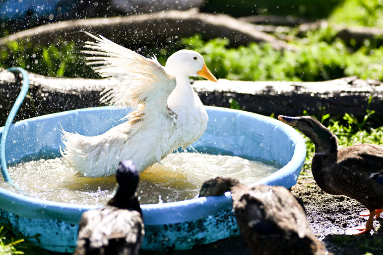 OnlyFowl cover image