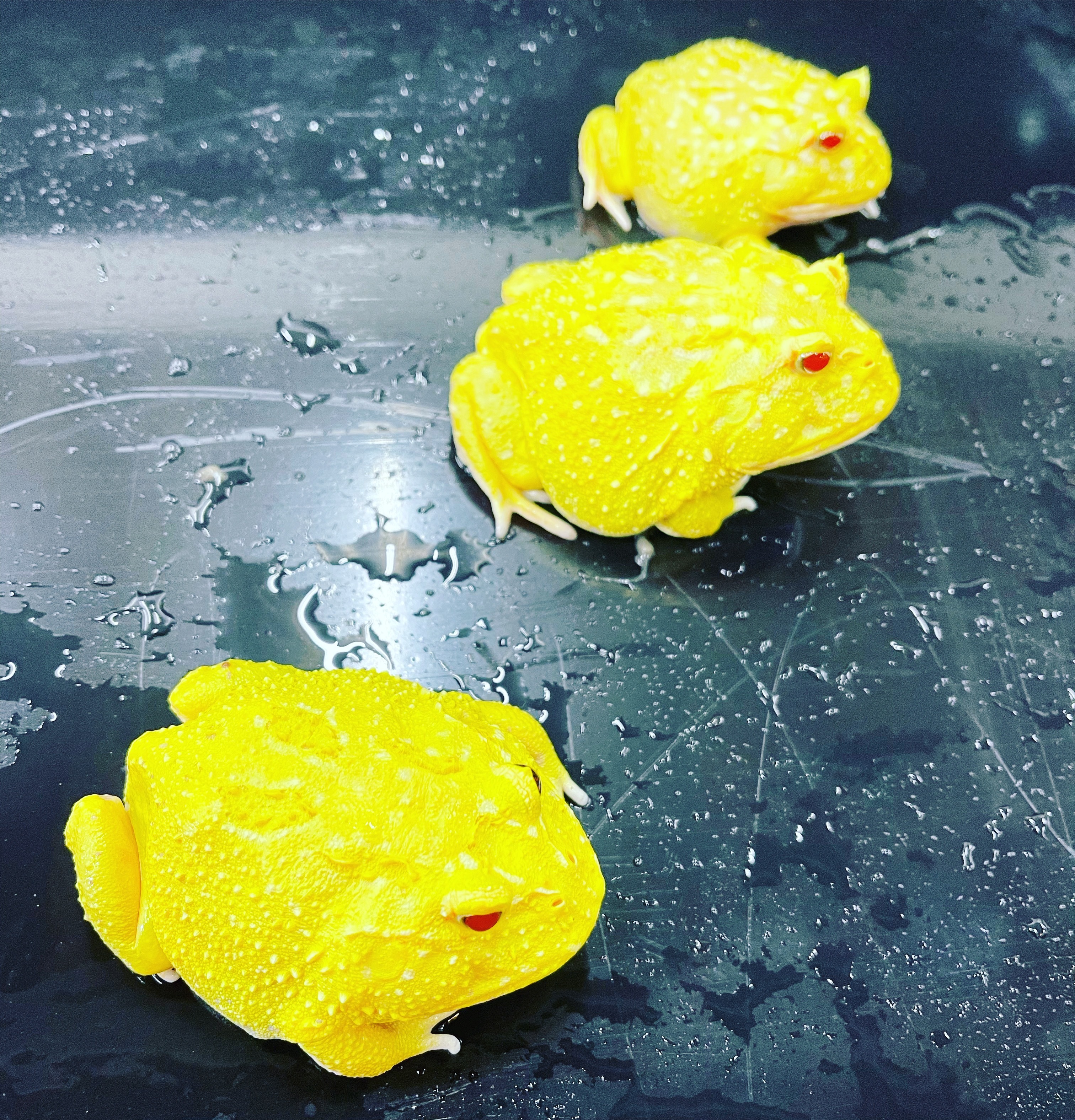 Onlyfrogs banner image