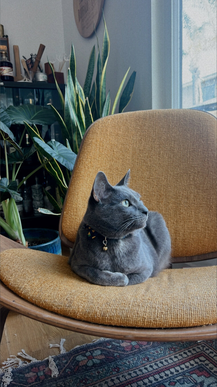 Kitty Meow Meow cover image
