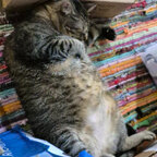 The Geeky Cat avatar