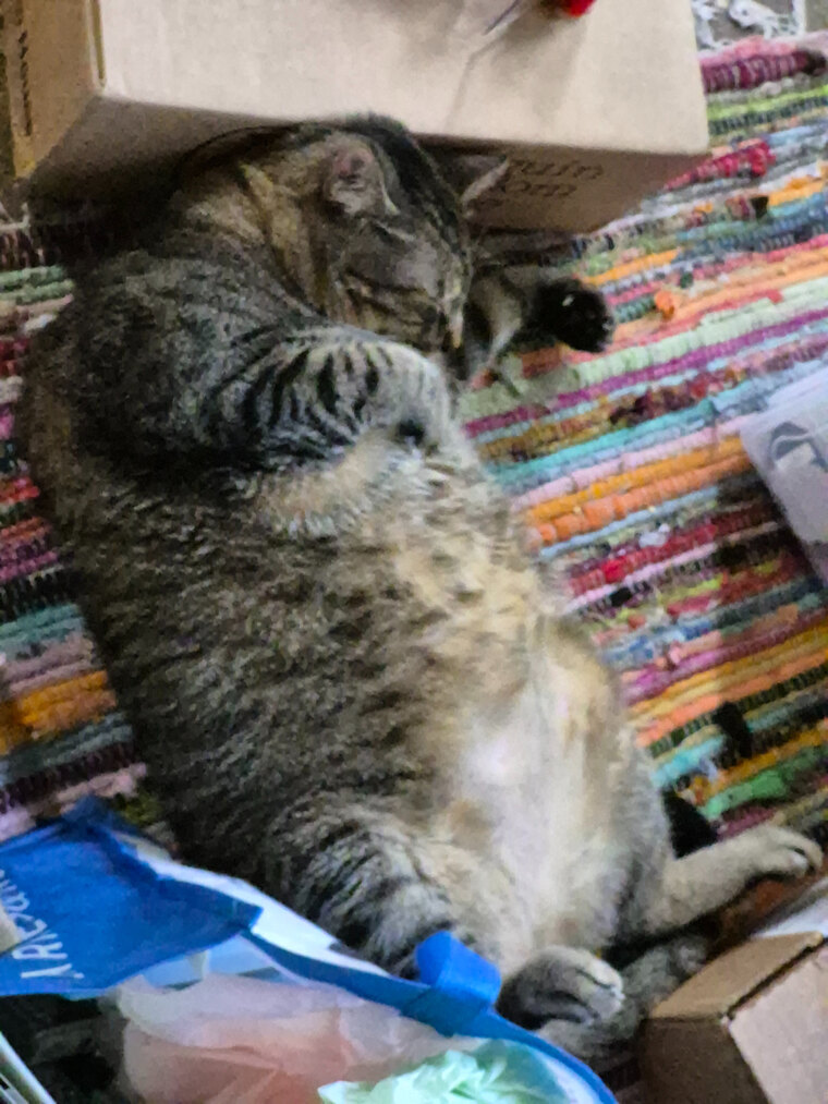 The Geeky Cat cover image