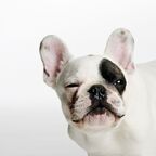 Only Dogs avatar