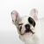 Only Dogs avatar
