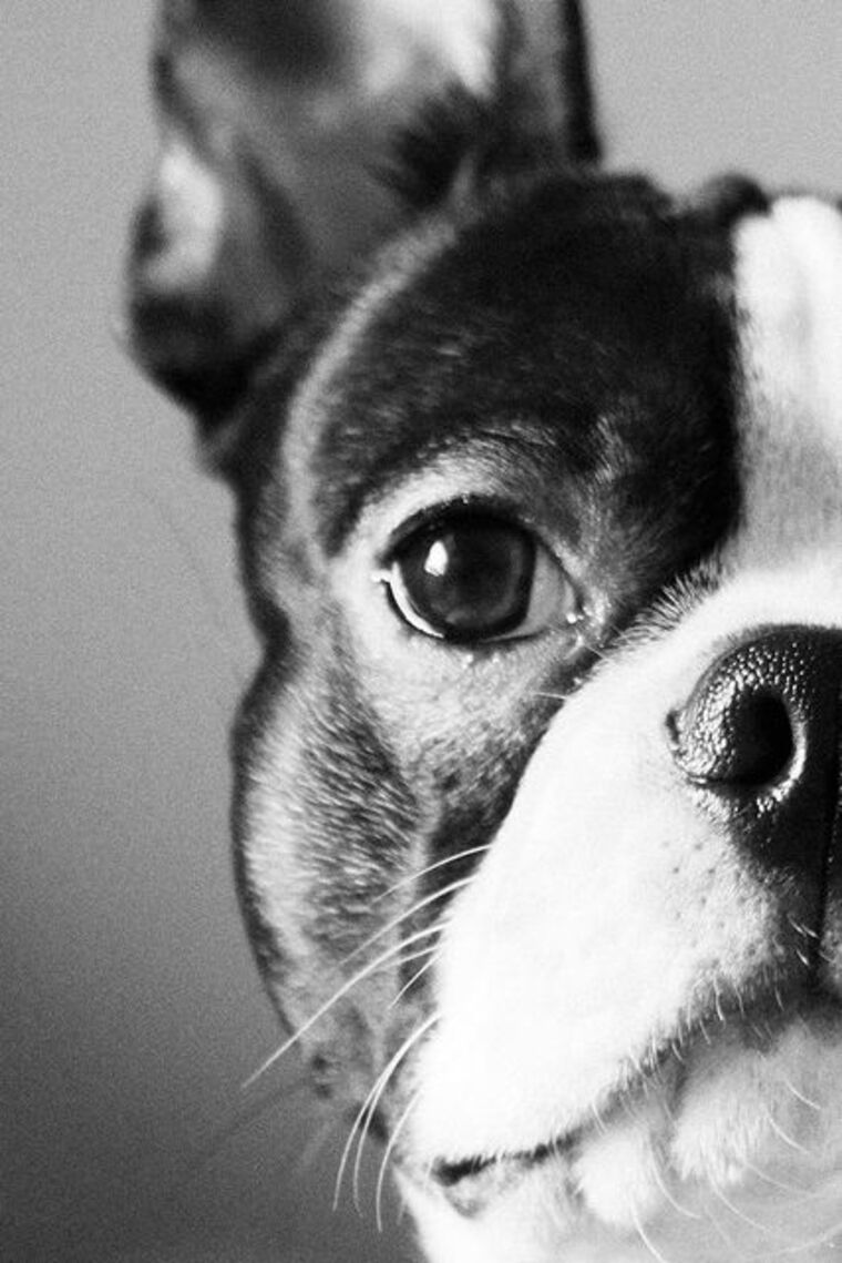 Only Dogs cover image