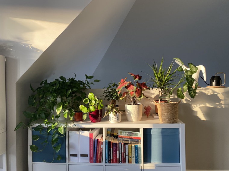Only Planties cover image