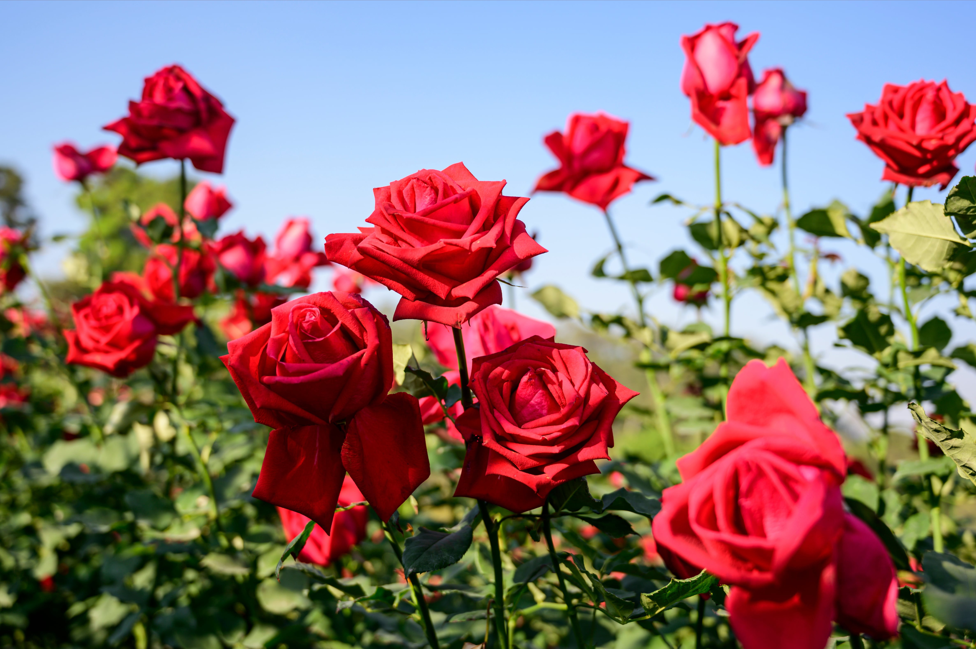 Scarlett Rose banner image