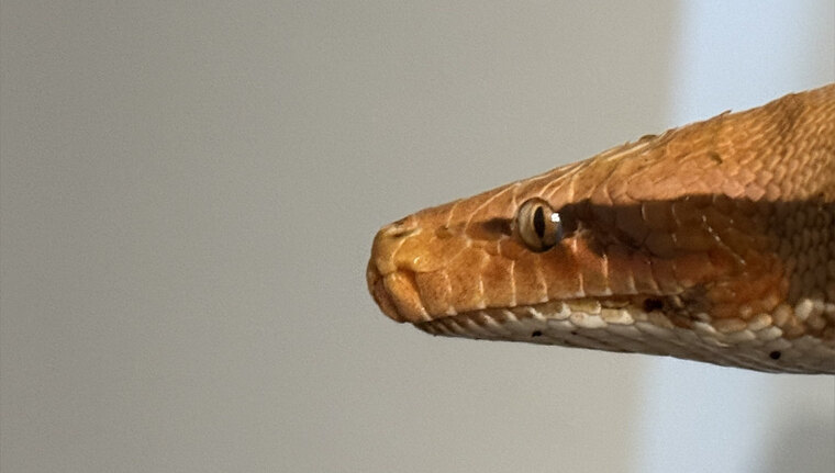 Only Snek cover image