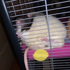 Oresthe&amp;OtherFatRats avatar