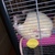 Oresthe&OtherFatRats avatar