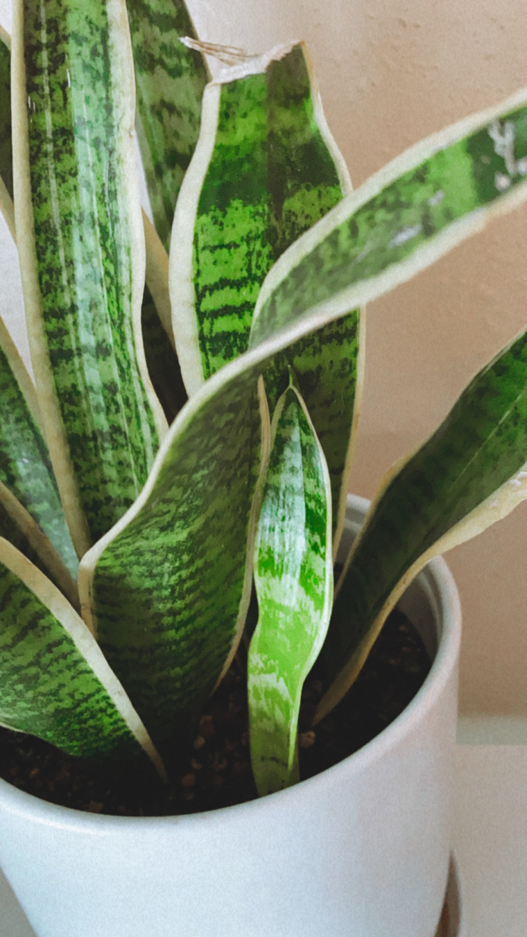nelly banner image