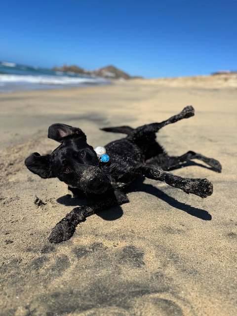 Owen the Adventure Dog 🐶 cover image