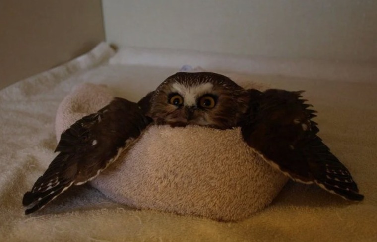 Owl1c1ous banner image