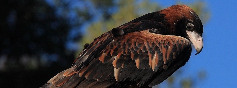 Australian Nature cover image