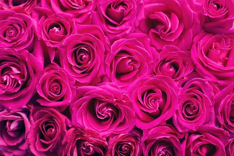 Pinkrose banner image