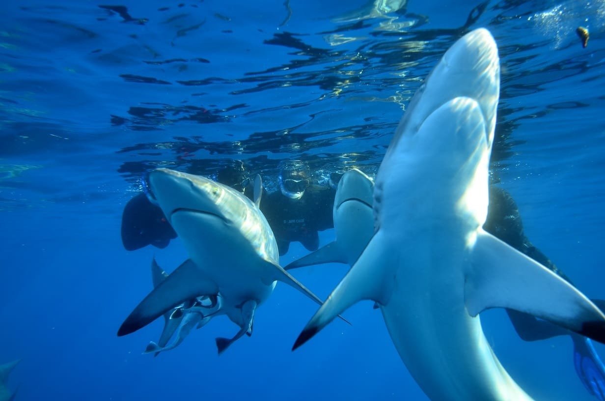 Sharkman banner image