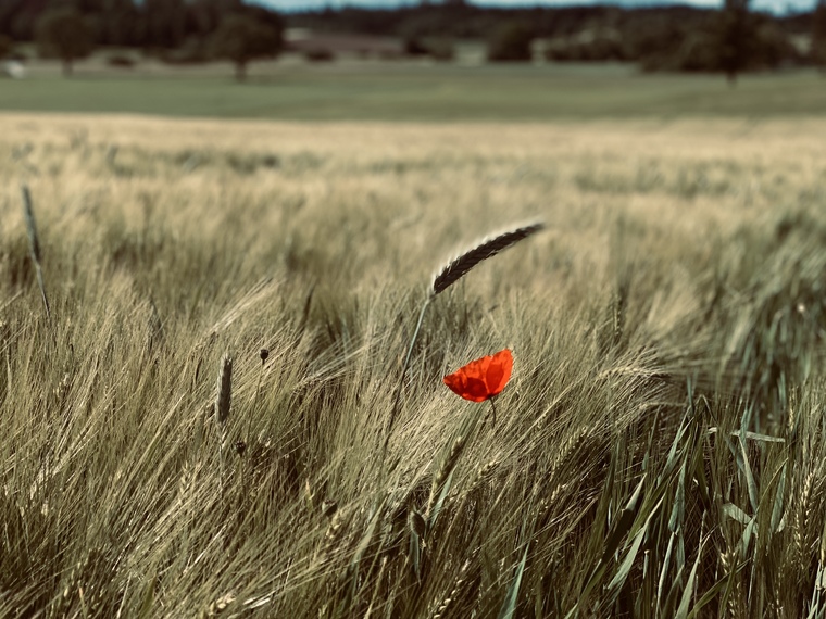 paendel banner image