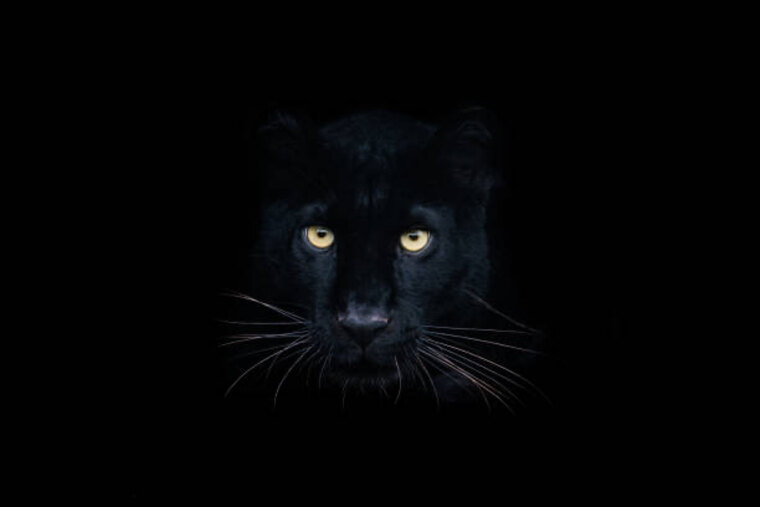 PANTERA cover image