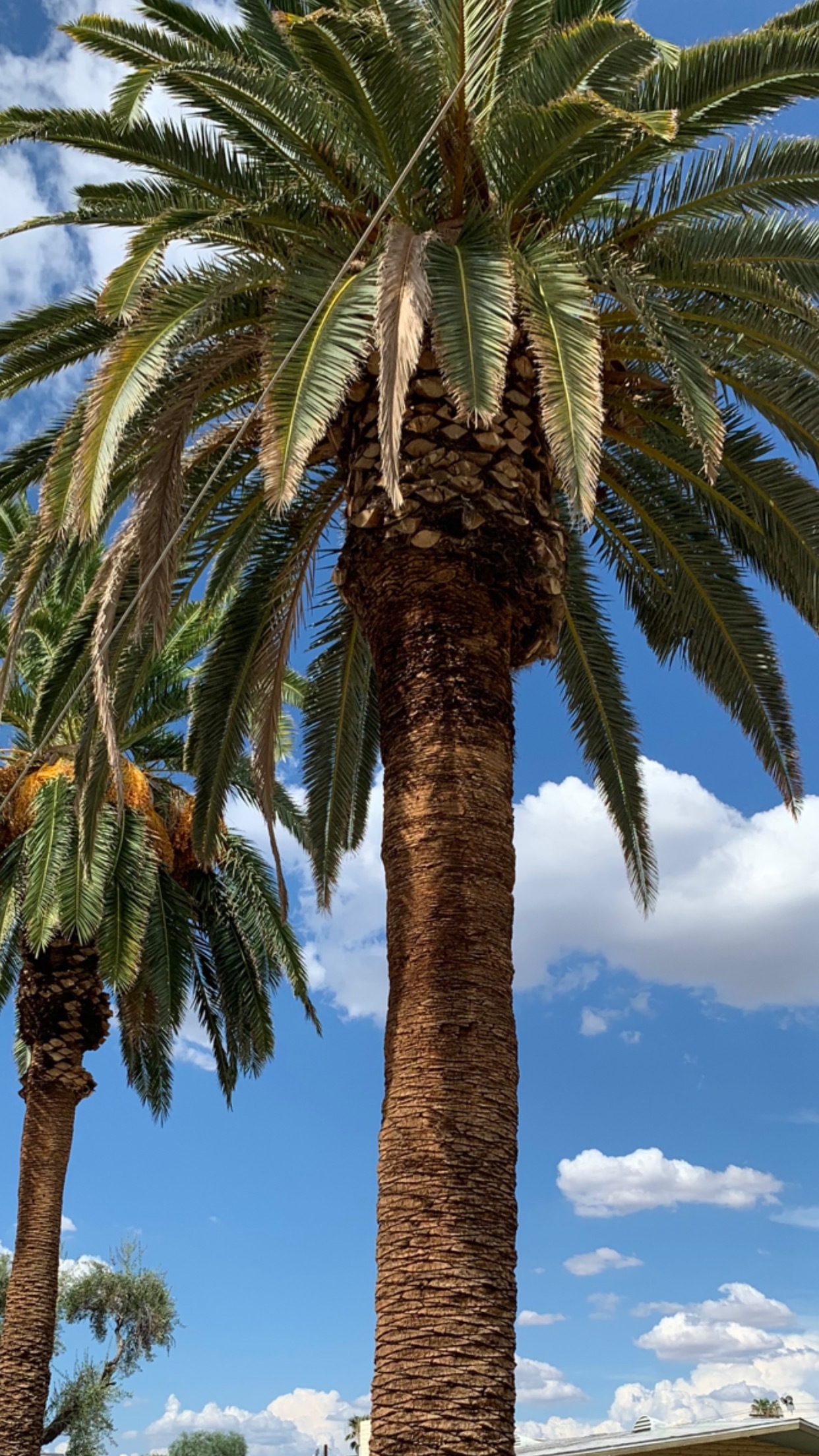 Jahbreè banner image