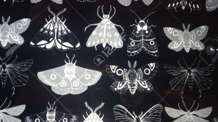 PapitaMothWing banner image
