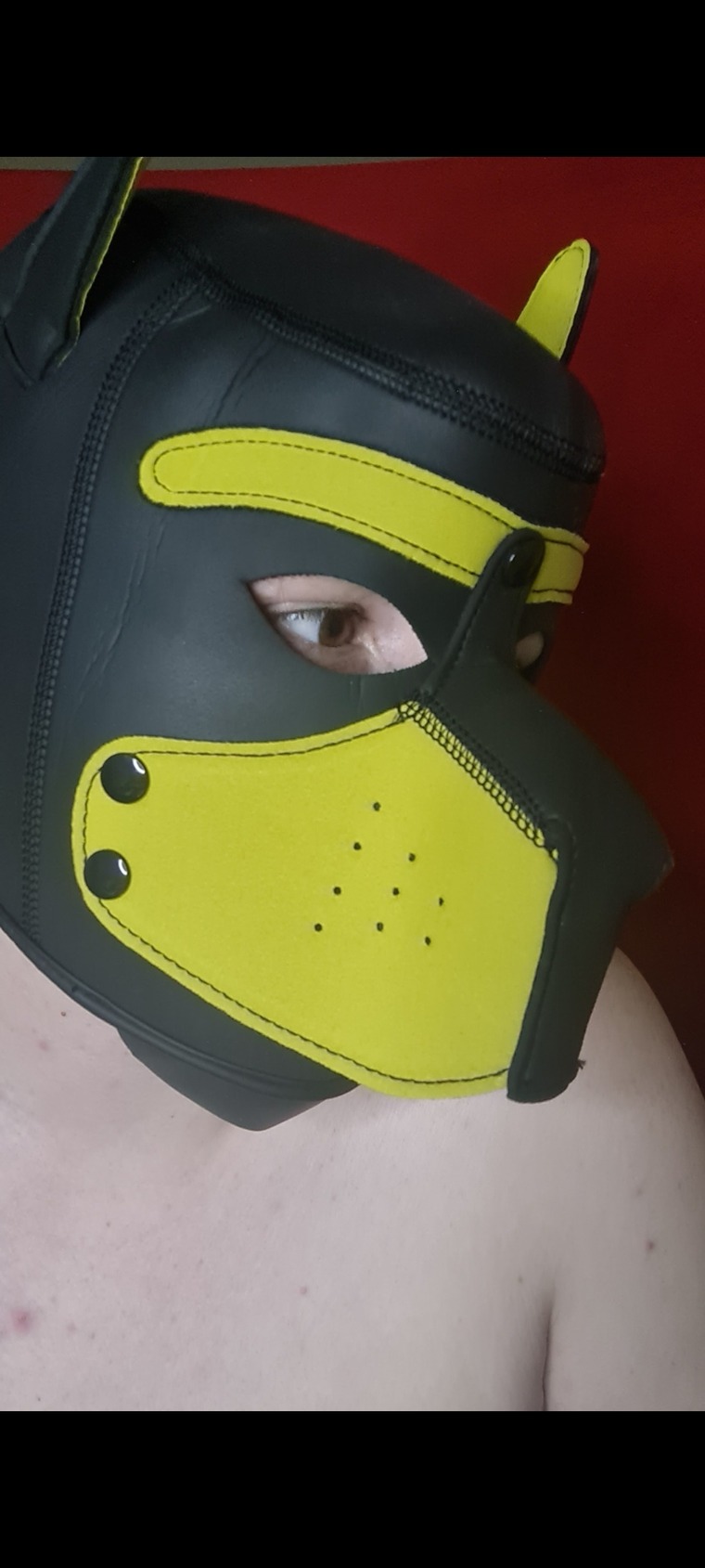 ParkerThePup cover image