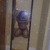 Gabby Bear avatar