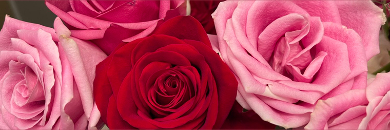 Rose cover image