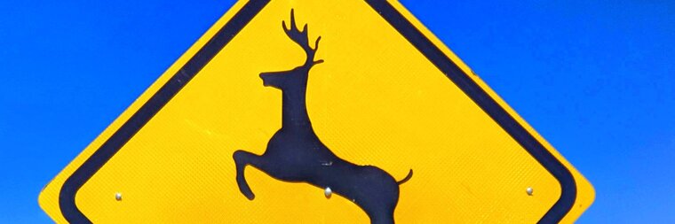 Paullo Lucena banner image