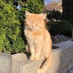 Pawthecat avatar