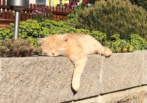 Pawthecat cover image