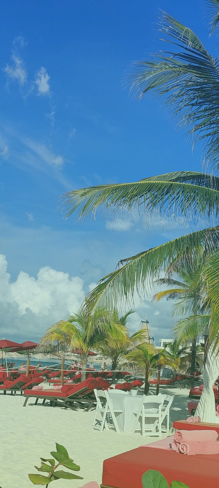 Paz Lovi cover image