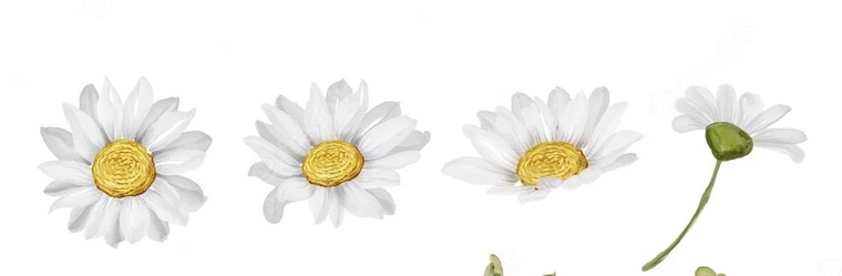 Playful Daisy banner image