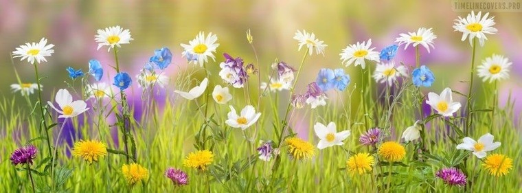 Peaches banner image