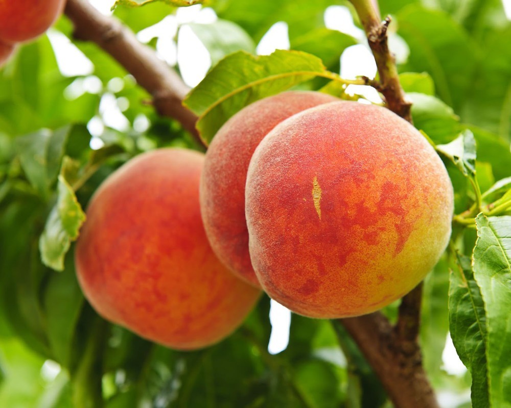 Ms. Peachy banner image