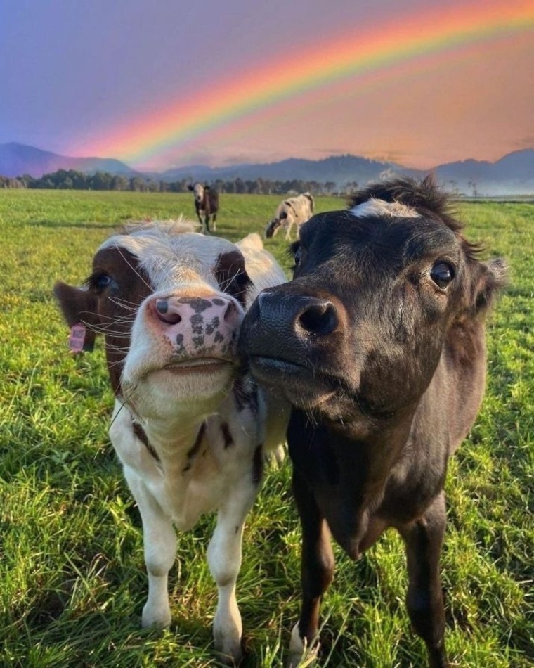 peachy🐮✨ banner image