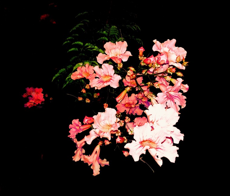 Pedro Chanel cover image