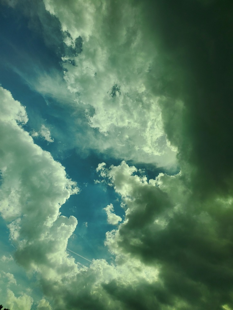 Penelope Rose banner image