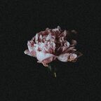 Peonyfeetpics avatar