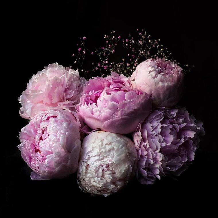 Peonyfeetpics banner image