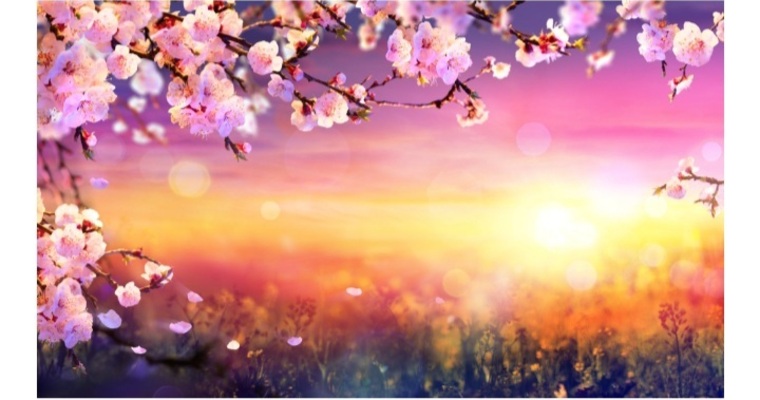 Persephone Adams cover image