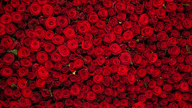 Peter Rose 🌹 cover image