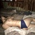 PetiteAsianHotwife avatar