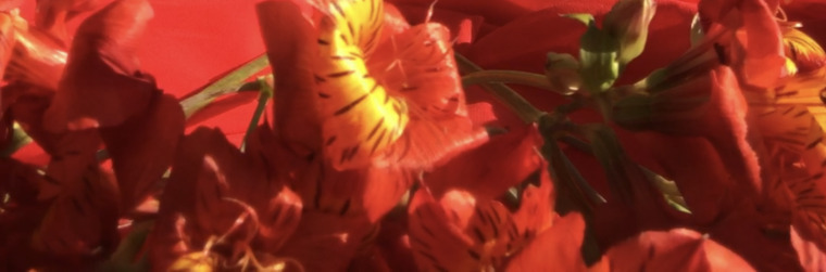 petitedelight banner image