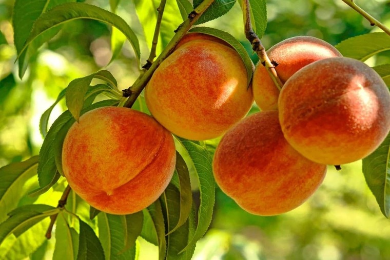 Petite Peach cover image