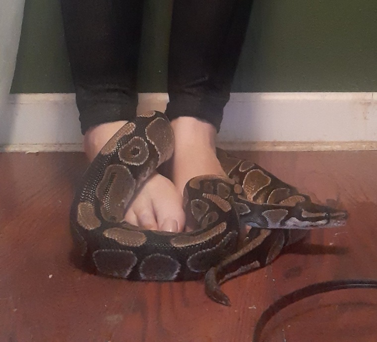 Phoebe Pied cover image