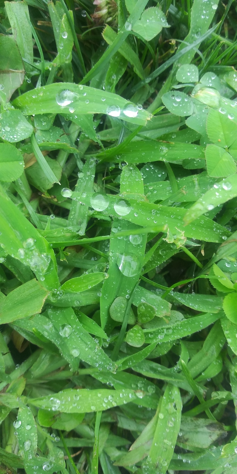 Jessie Lew banner image